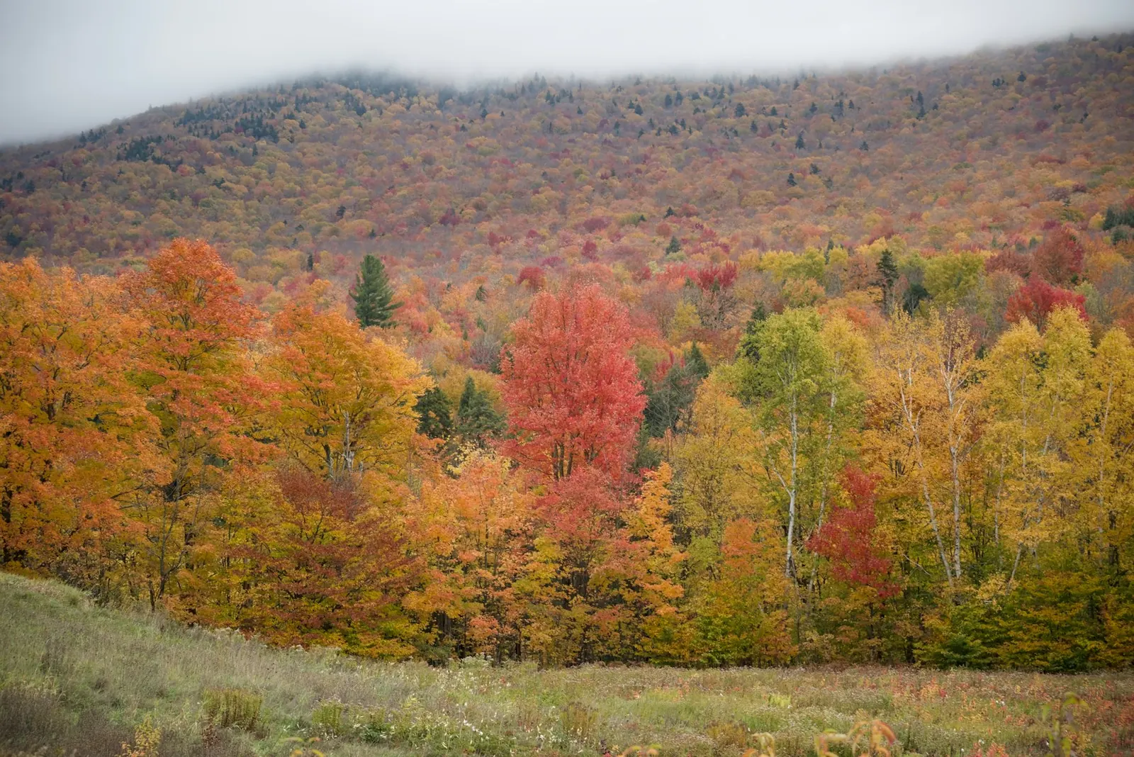 Hillside of autumn foliage in Vermont