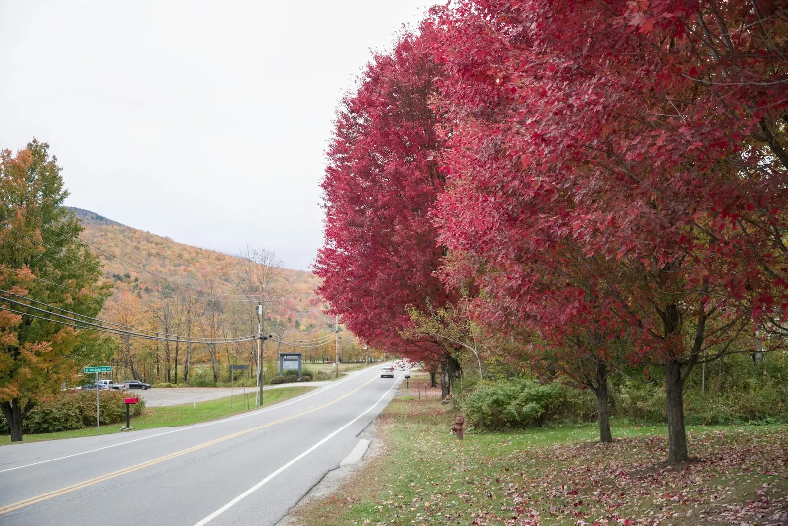 Road winding past red maples in autumn, Vermont