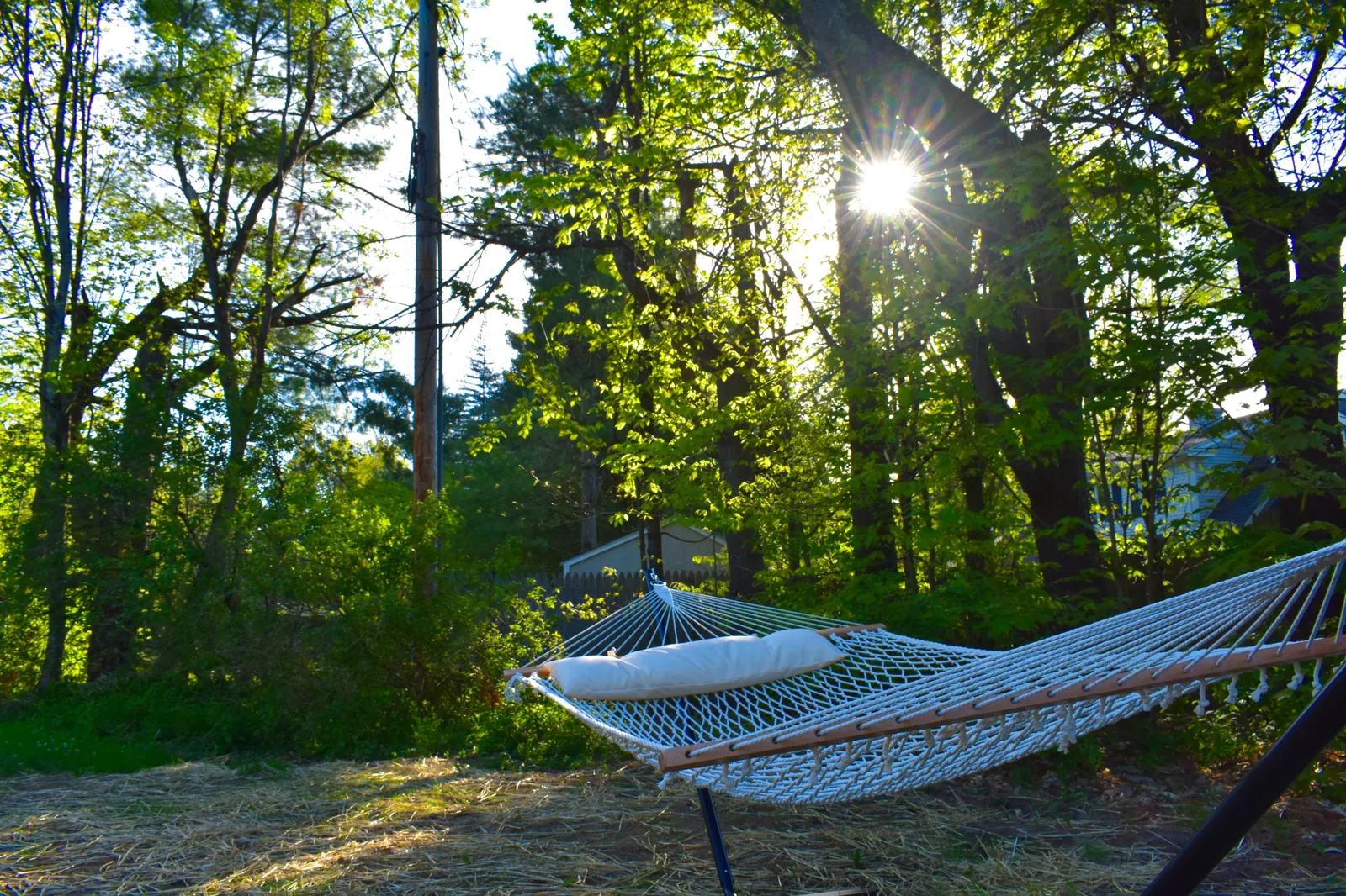 Hammock in the trees at the edge of the yard at sunset