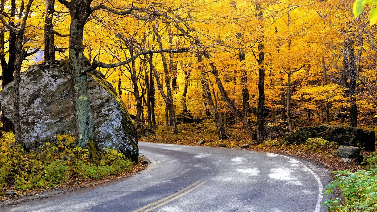 Road curving through golden foliage at Smugglers Notch