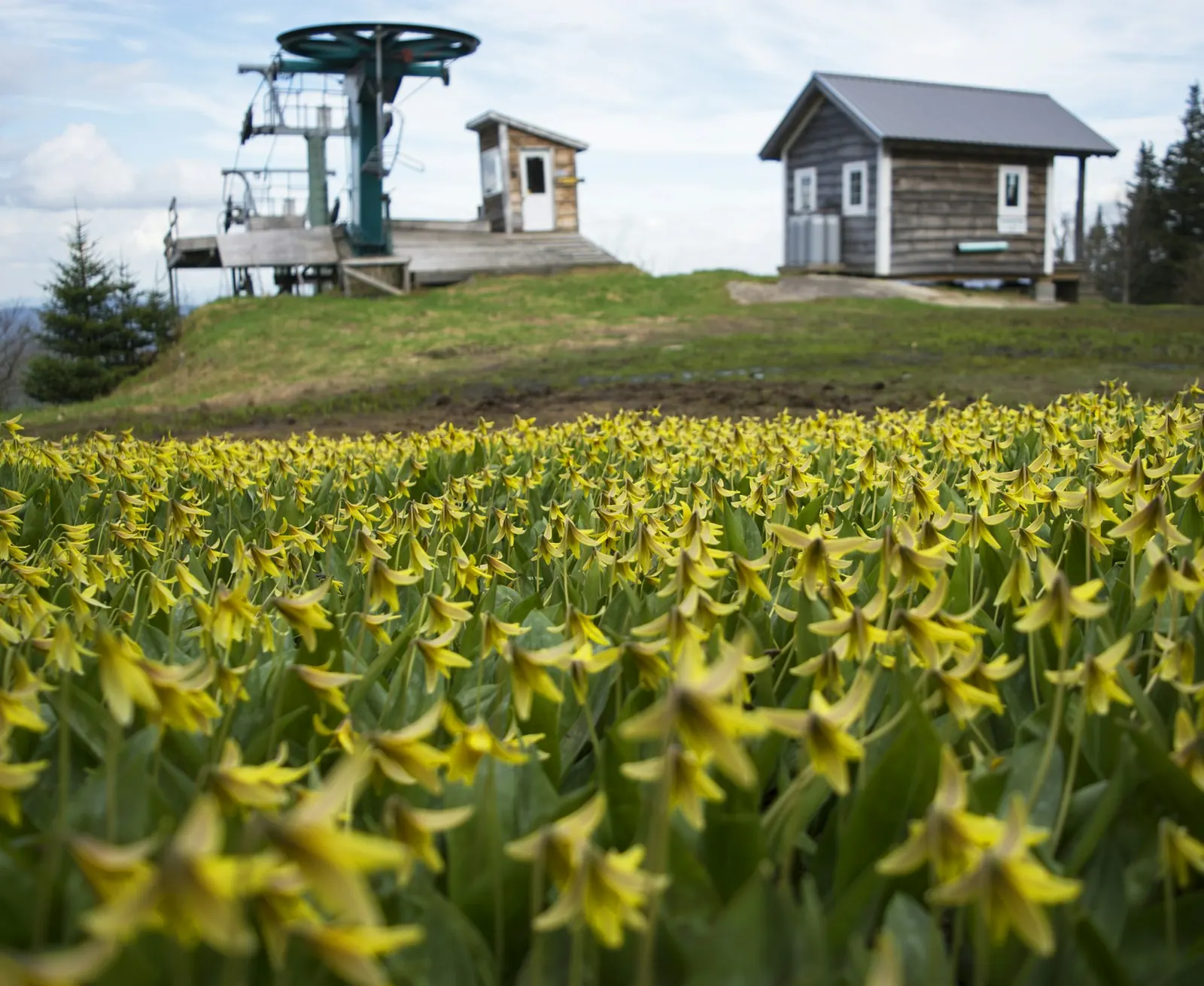 Wildflower meadow below a chairlift